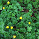 image de Ranunculus repens