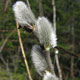 image de Salix discolor