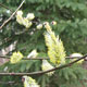 image de Salix discolor