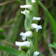 image de Spiranthes cernua