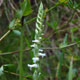 image de Spiranthes cernua