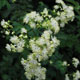 image de Thalictrum pubescens