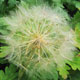 image de Tragopogon dubius