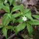 image de Lysimachia borealis