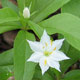 image de Lysimachia borealis