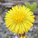 image de Tussilago farfara