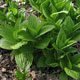 image de Veratrum viride