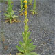 image de Verbascum thapsus