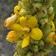 image de Verbascum thapsus