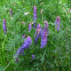 image de Vicia cracca