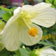 image de Abutilon x hybrida