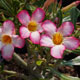 image de Adenium obesum