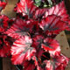 image de Begonia rex