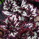 image de Begonia rex