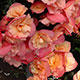 image de Begonia hiemalis