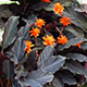 image de Calathea crocata