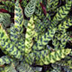 image de Calathea lancifolia