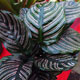 image de Calathea ornata