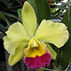 image de Cattleya sp.