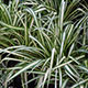 image de Chlorophytum comosum