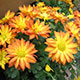 image de Chrysanthemum sp.