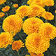 image de Chrysanthemum sp.