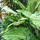 image de Dieffenbachia