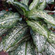 image de Dieffenbachia