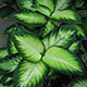 image de Dieffenbachia sp.