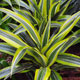 image de Dracaena