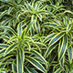 image de Dracaena reflexa