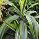 image de Dracaena deremensis