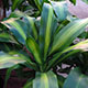 image de Dracaena massangeana