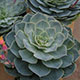 image de Echeveria glauca