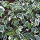 image de Ficus benjamina