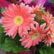 image de Gerbera jamesonii 