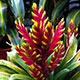 image de Guzmania sp.