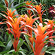 image de Guzmania sp.