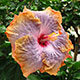 image de Hibiscus rosa-sinensis