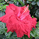 image de Hibiscus rosa-sinensis