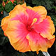 image de Hibiscus rosa-sinensis