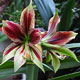 image de Hippeastrum papilio