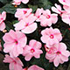 image de Impatiens x hawkeri