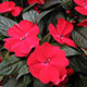 image de Impatiens x hawkeri