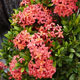 image de Ixora coccinea