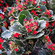 image de Kalanchoe blossfeldiana