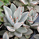 image de Kalanchoe tomentosa