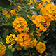 image de Lantana camara