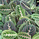 image de Maranta leuconeura erythroneura