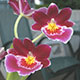 image de Miltoniopsis sp.